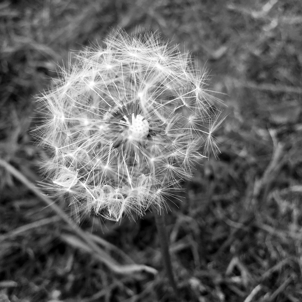 dandelion grass nature free photo