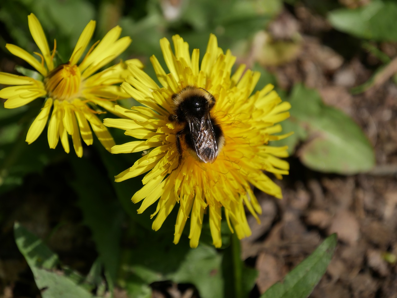 dandelion bee yellow free photo