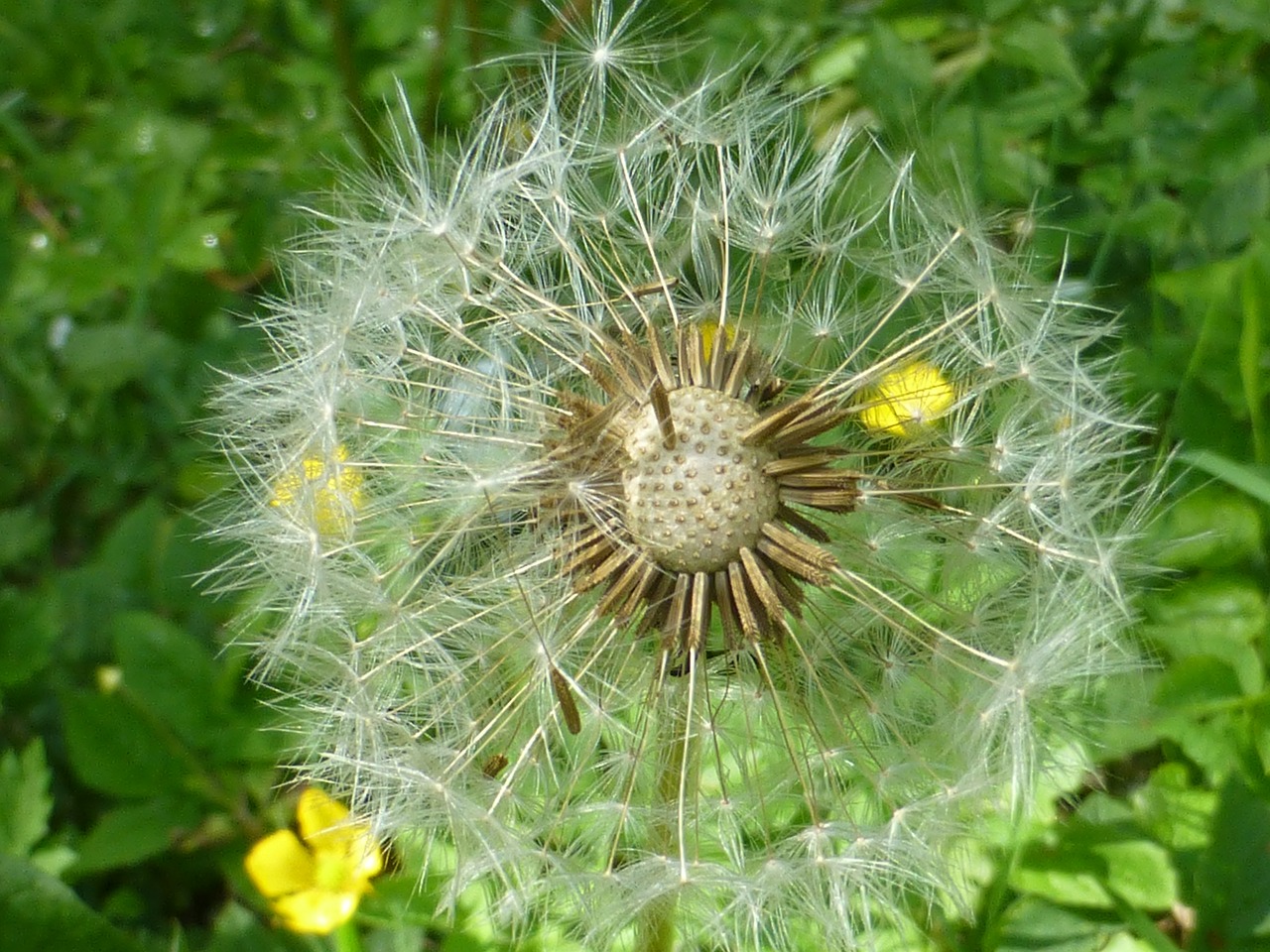 dandelion faded umbrella free photo