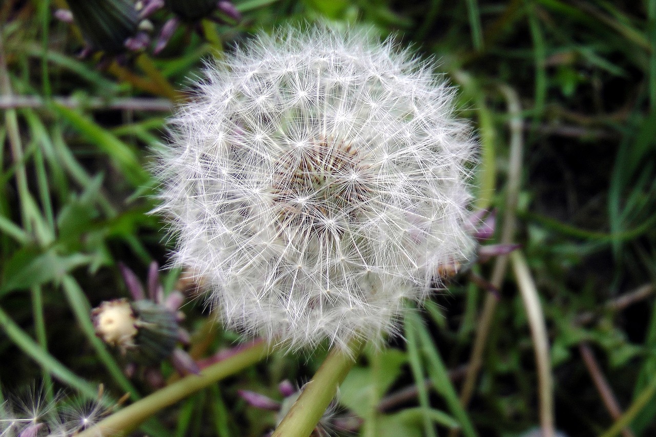 dandelion close seeds free photo