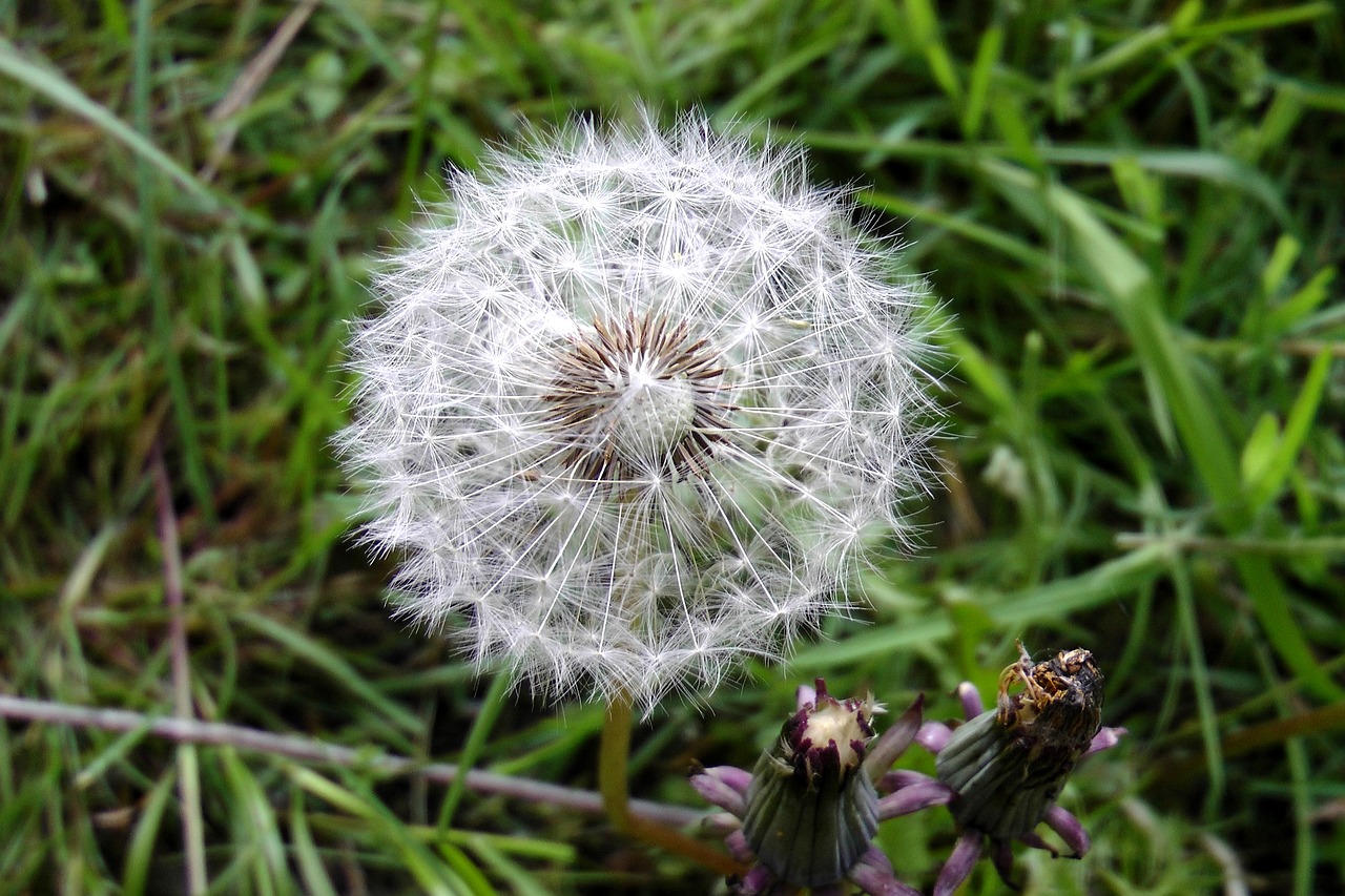 dandelion close seeds free photo