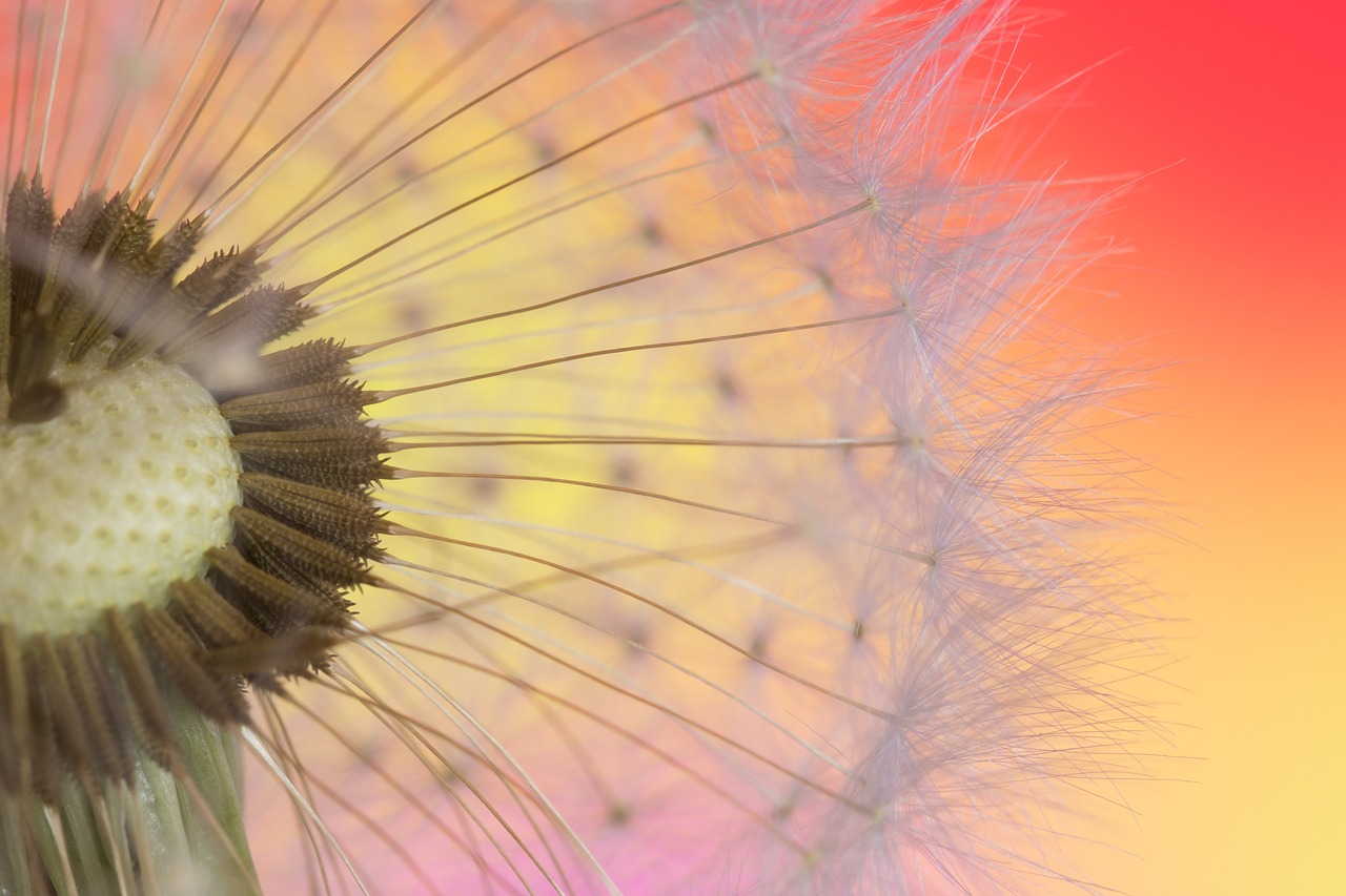 dandelion macro seed free photo