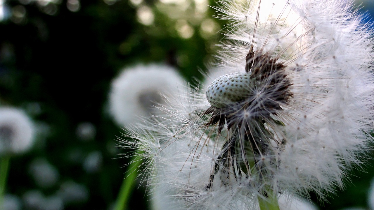 dandelion nuns sonchus oleraceus free photo