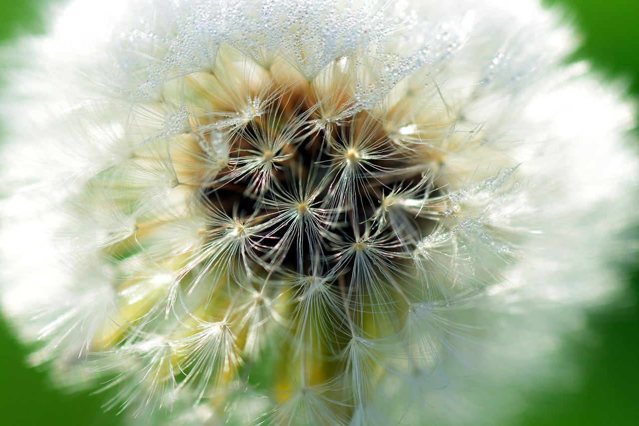 dandelion close common dandelion free photo