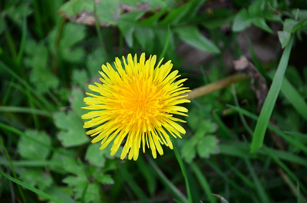 dandelion spring plants free photo