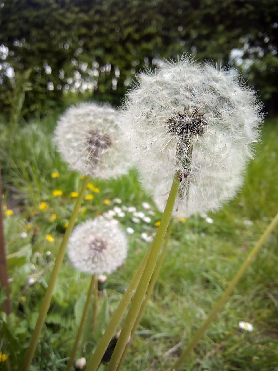 dandelion meadow nature free photo