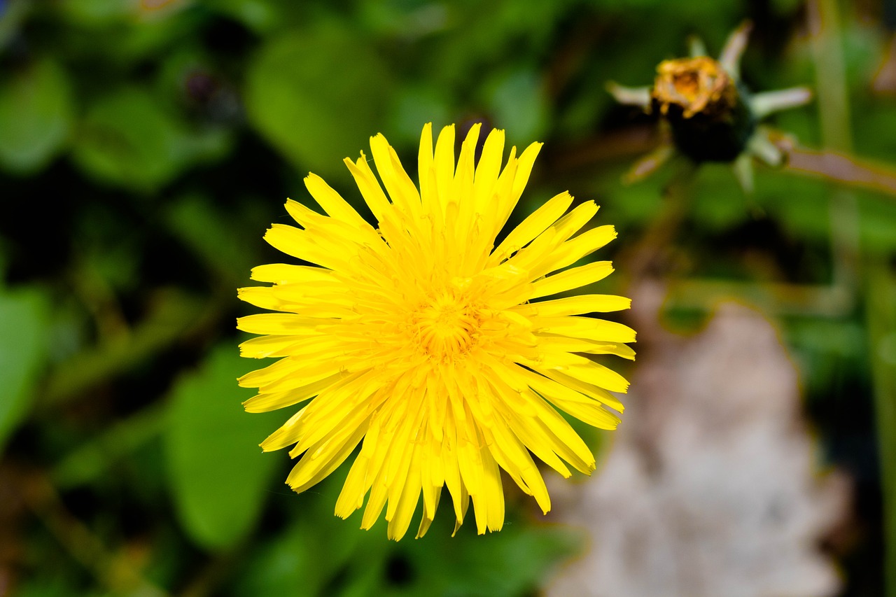 dandelion yellow flower free photo