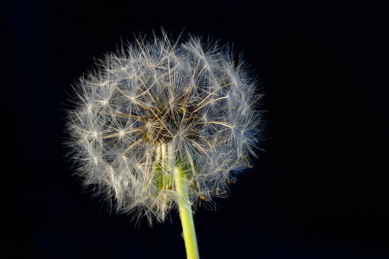 dandelion odkvitnúť flower free photo