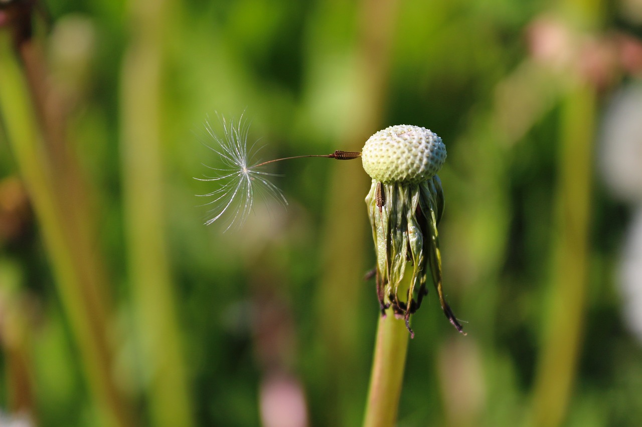 dandelion flower plant free photo