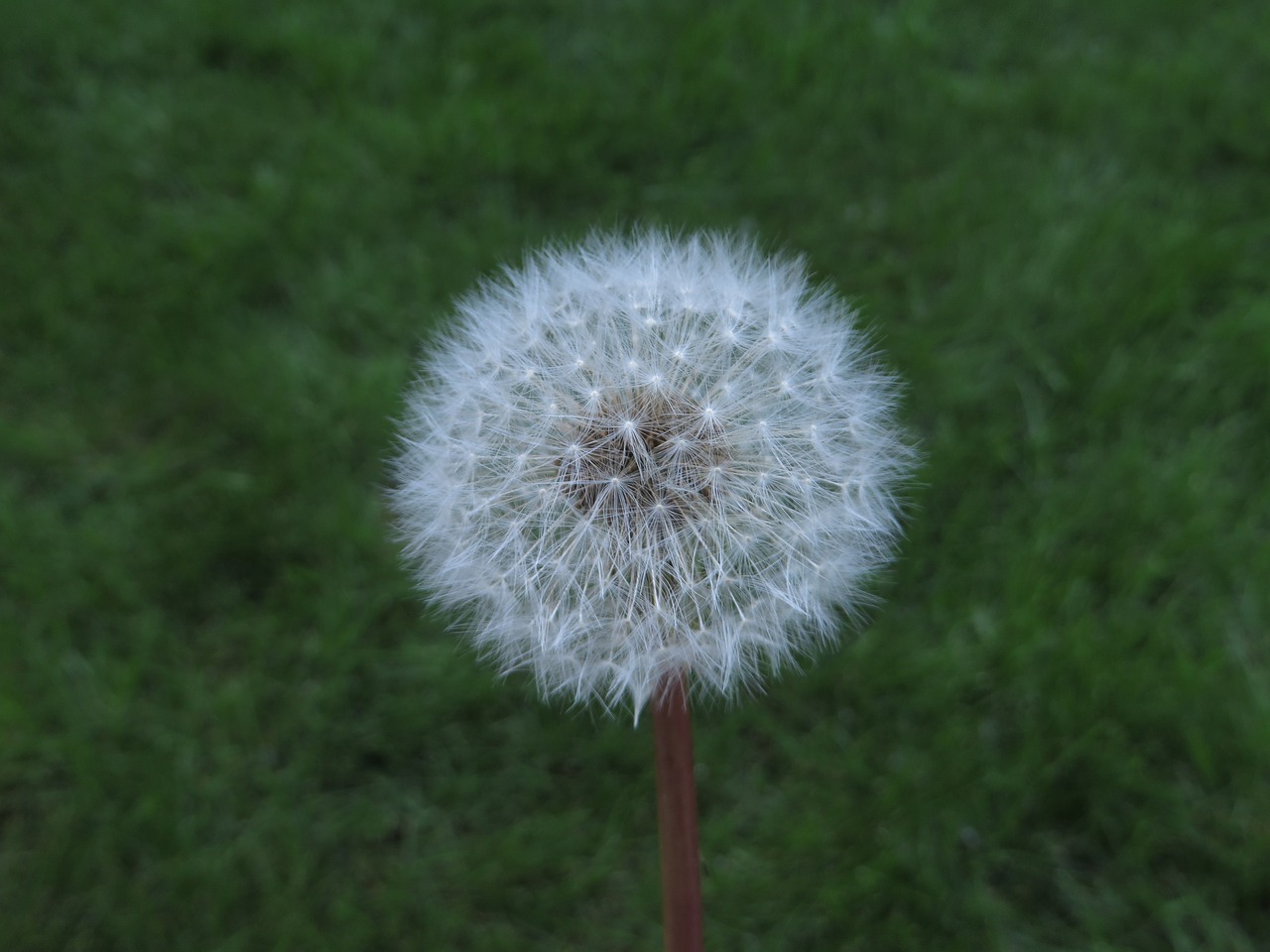 dandelion nature pointed flower free photo