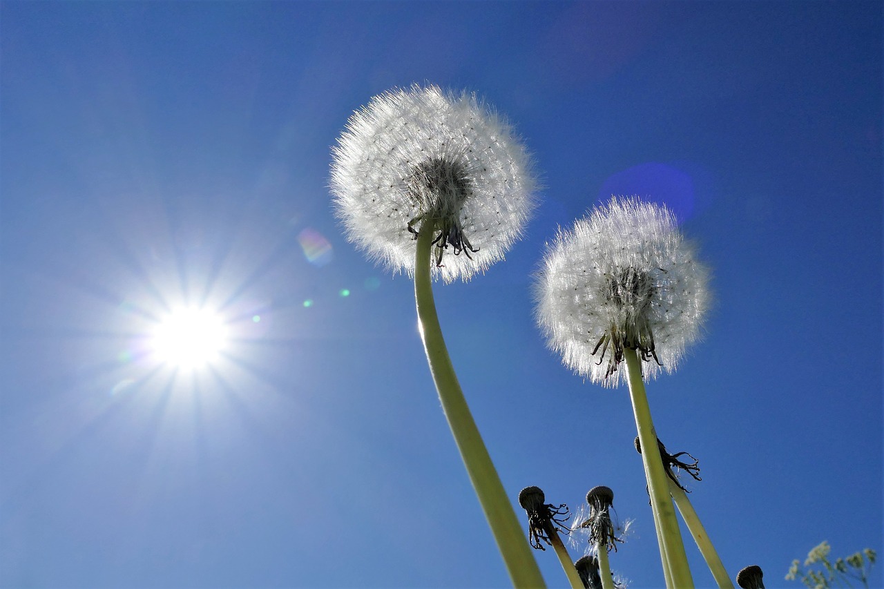 dandelion milk floor pointed flower free photo