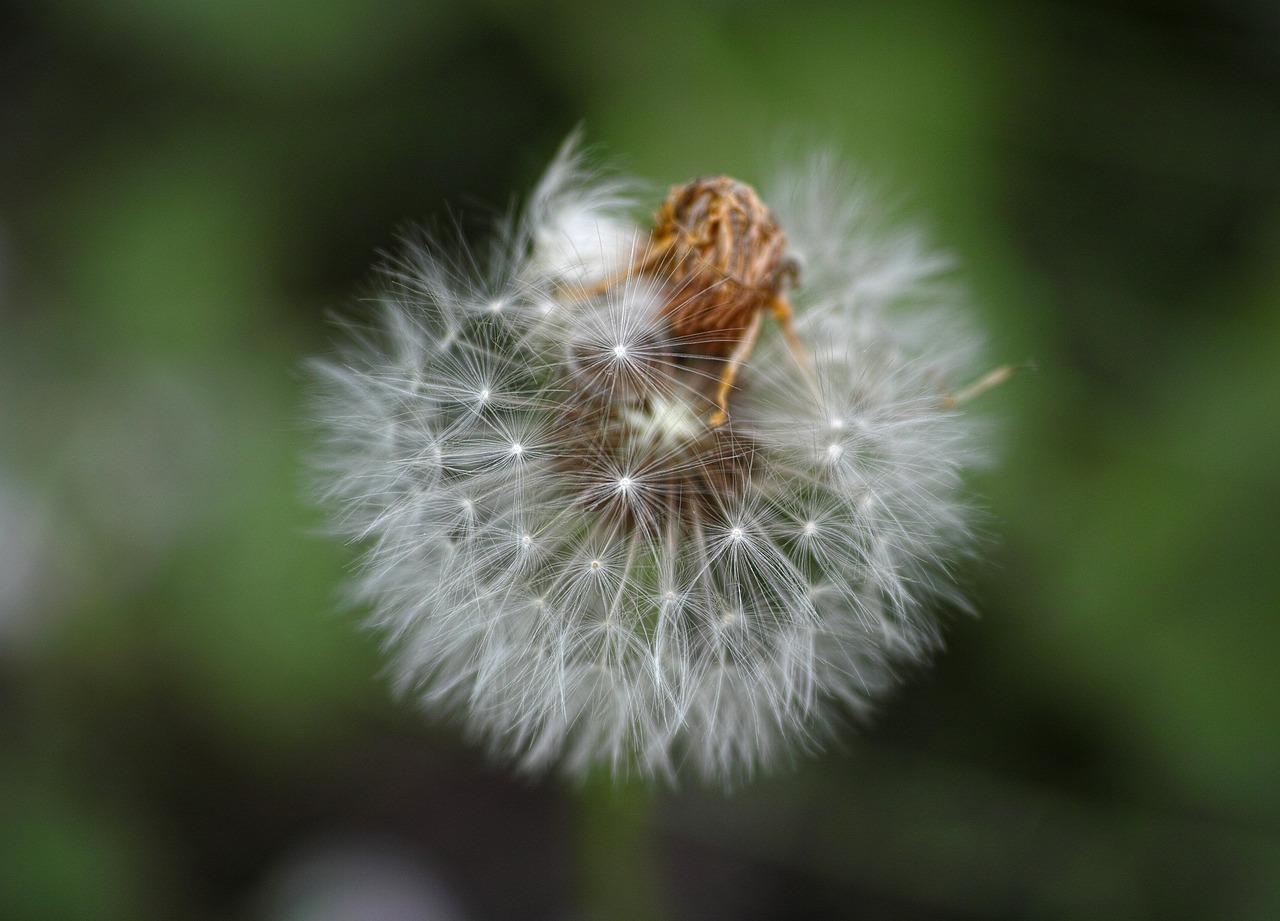 dandelion flower nature free photo