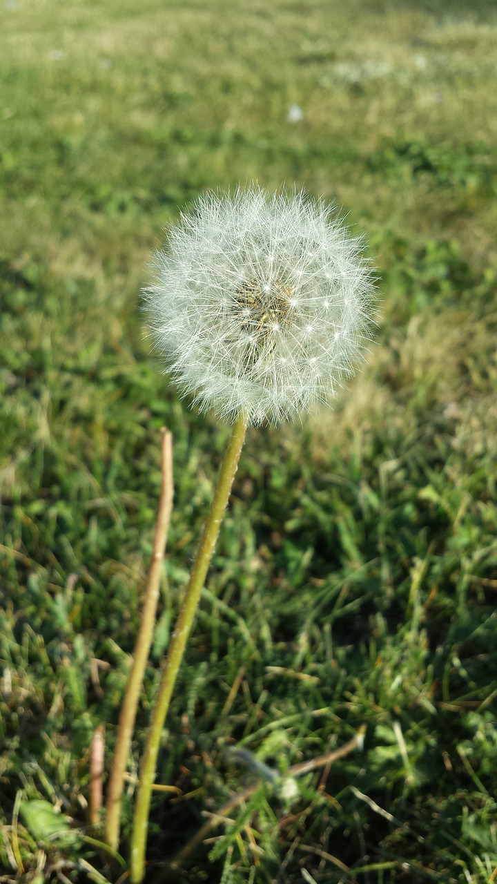 dandelion summer autumn free photo