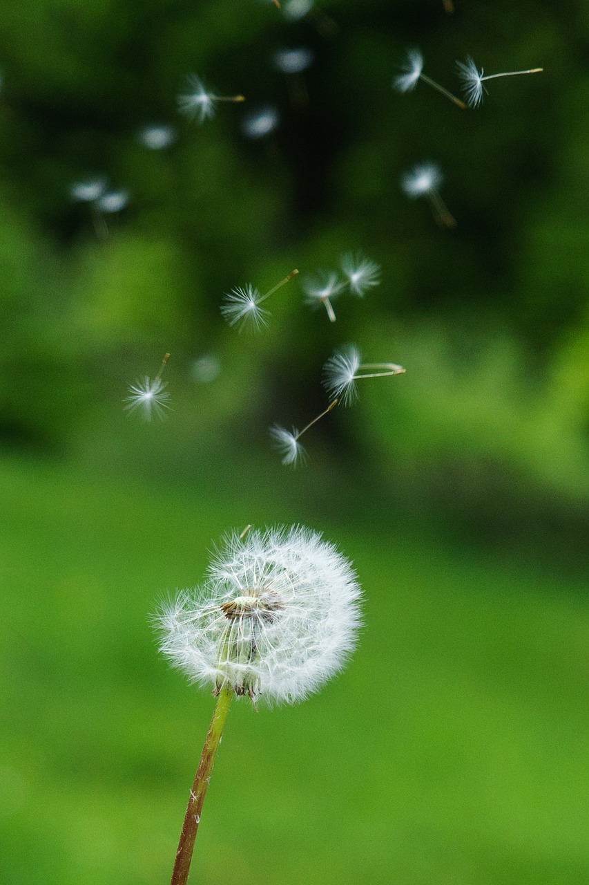 dandelion seeds wind free photo