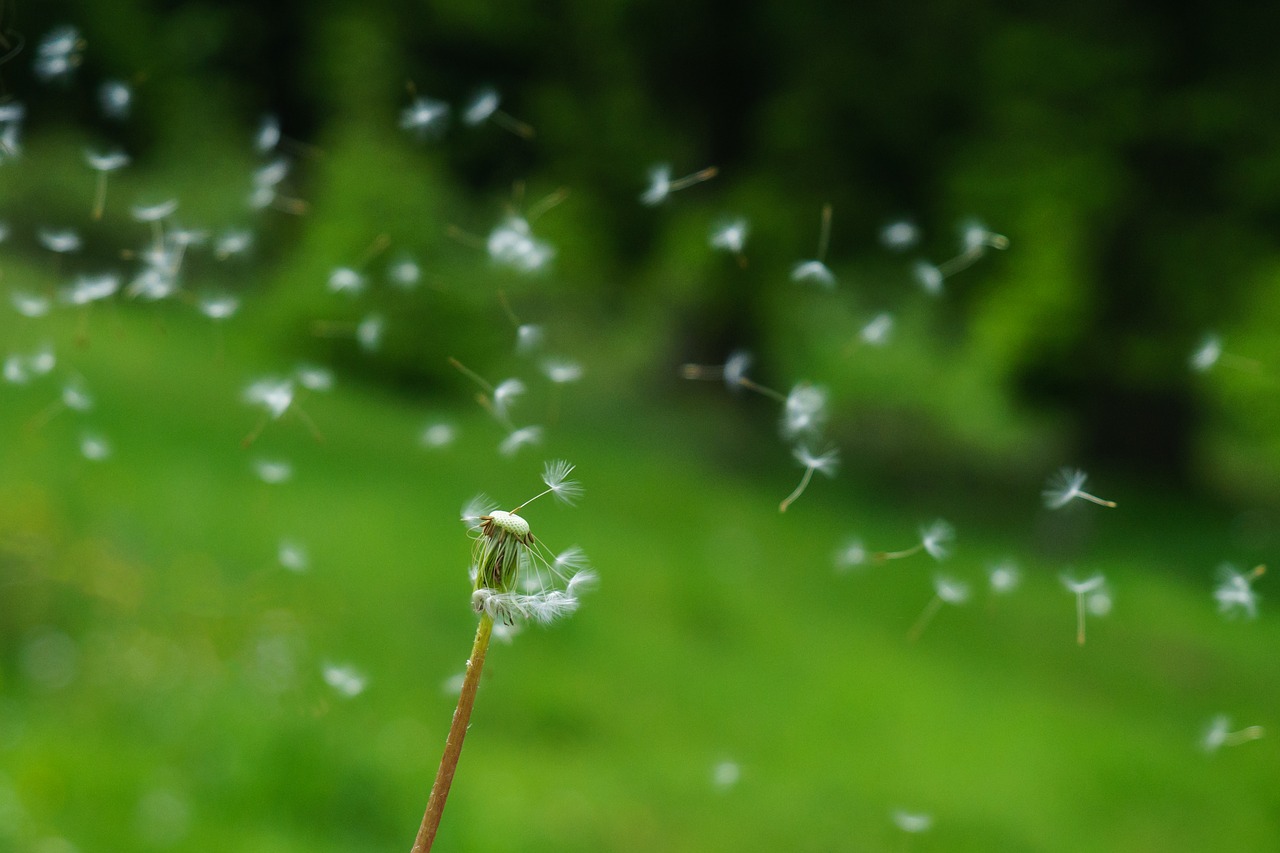 dandelion seeds wind free photo