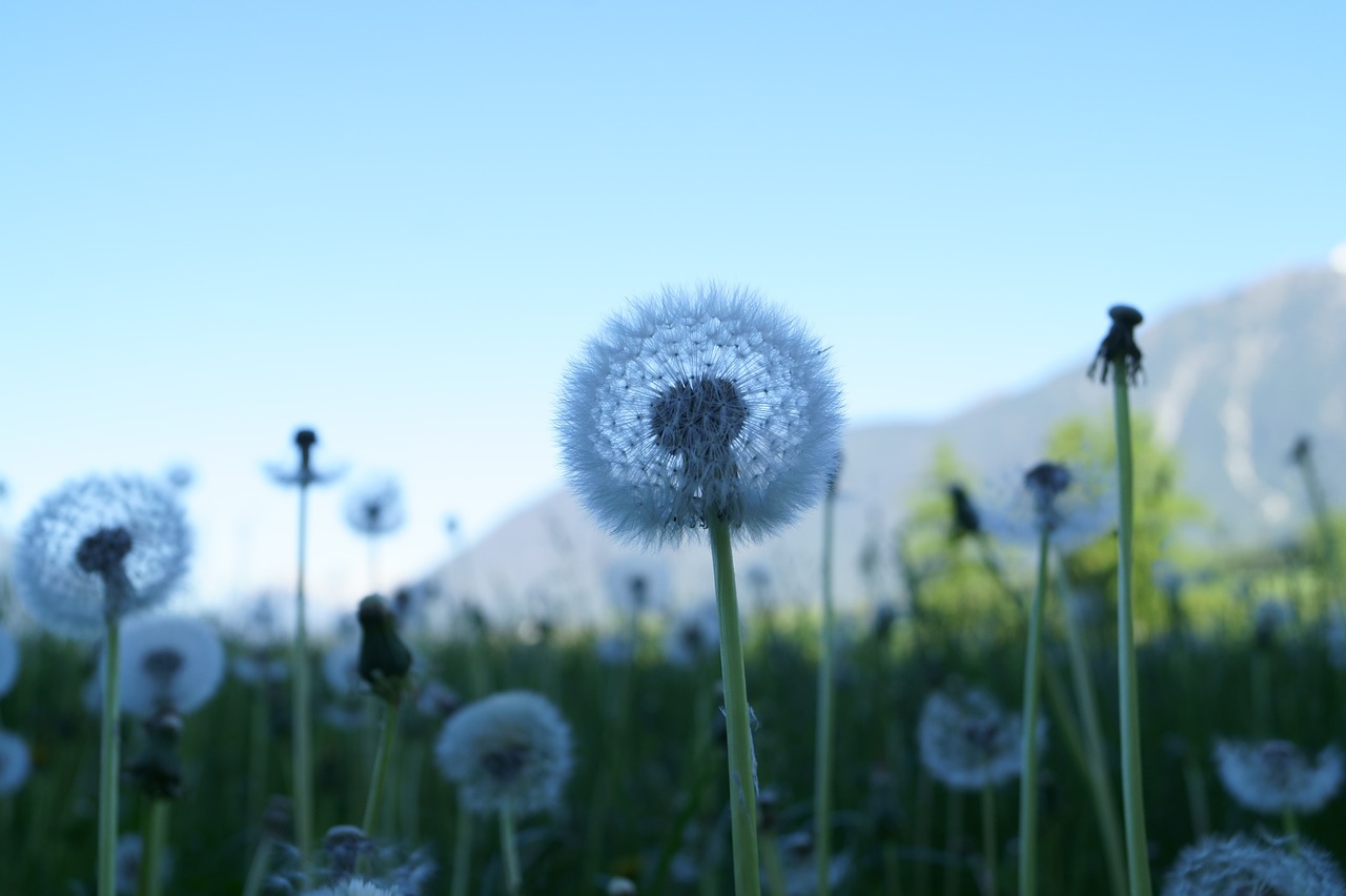 dandelion flower flying seeds free photo