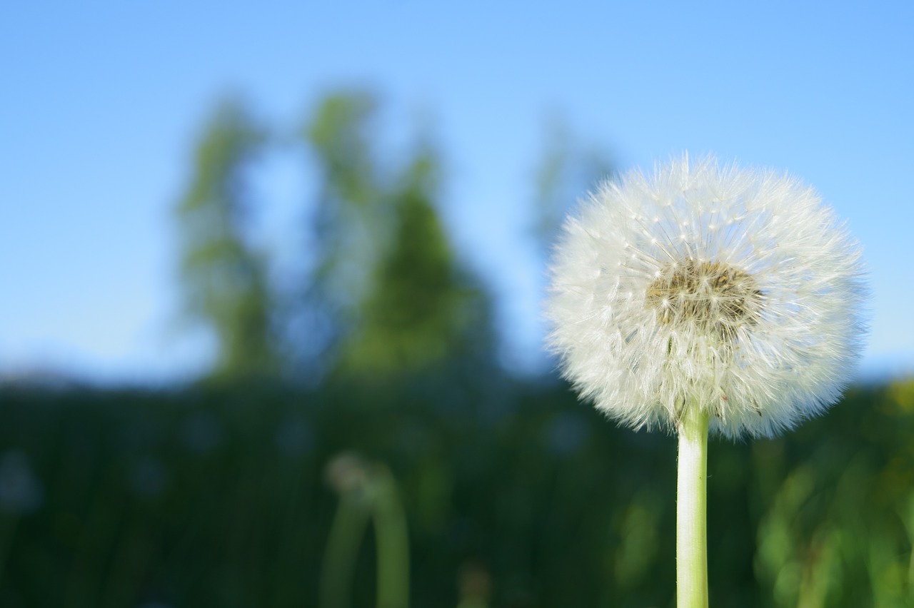 dandelion flower flying seeds free photo