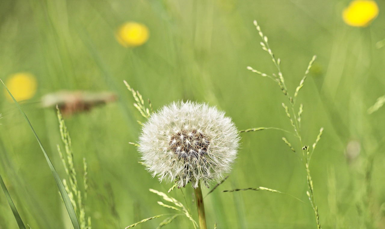 dandelion meadow nature free photo