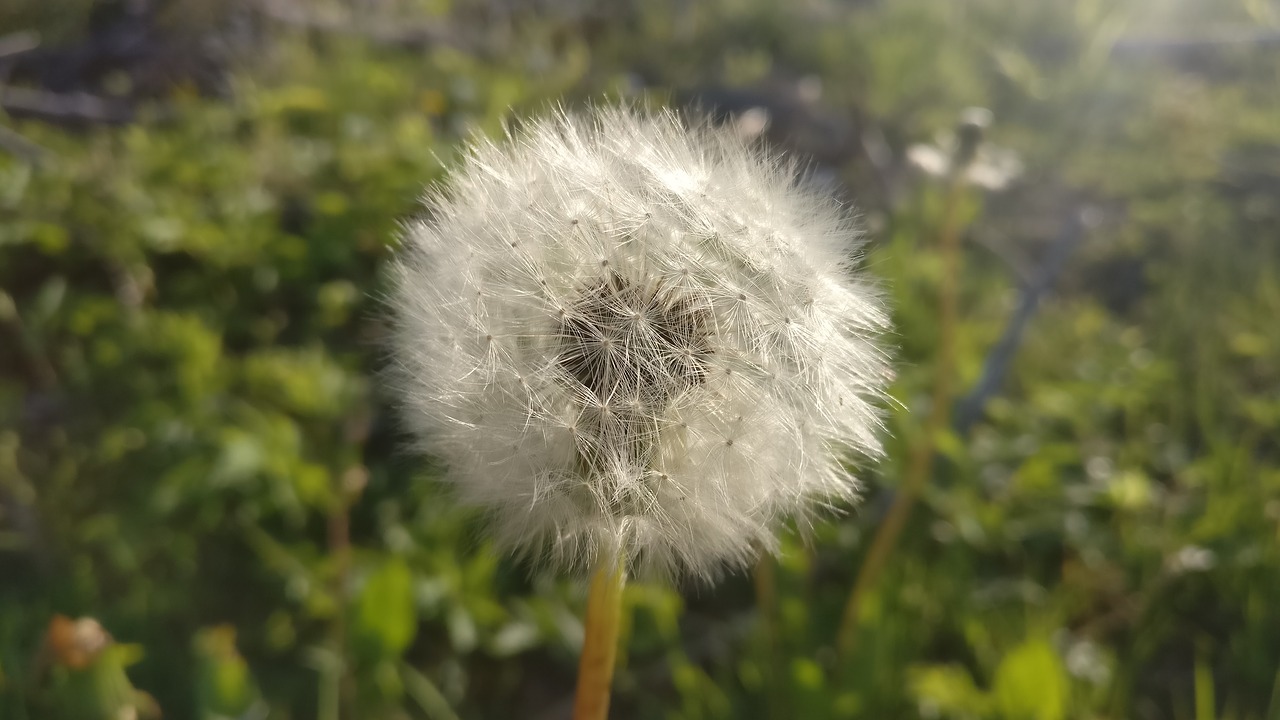 dandelion green spring free photo