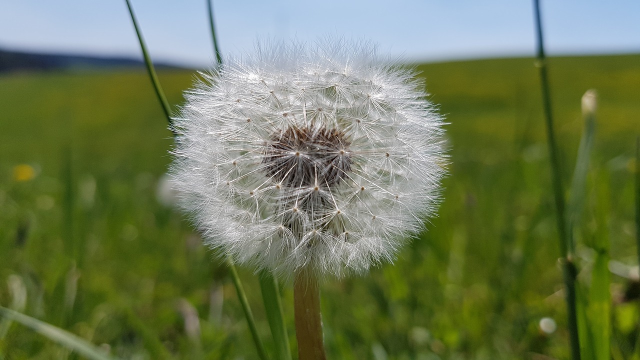 dandelion meadow free pictures free photo