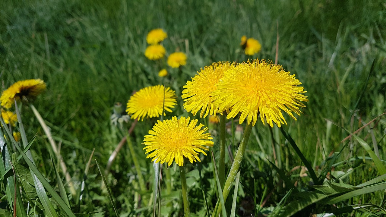 dandelion meadow free pictures free photo