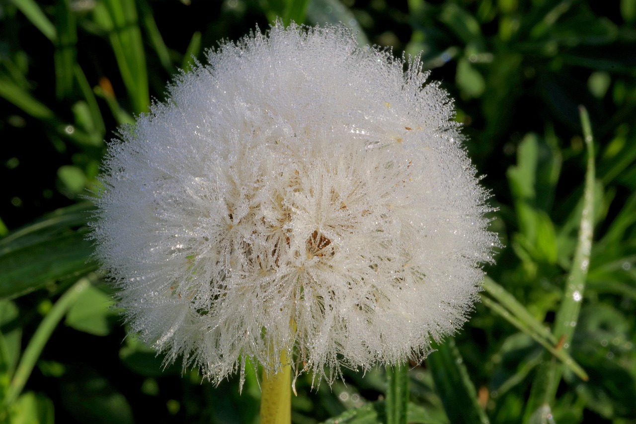 dandelion rosa the delicacy free photo