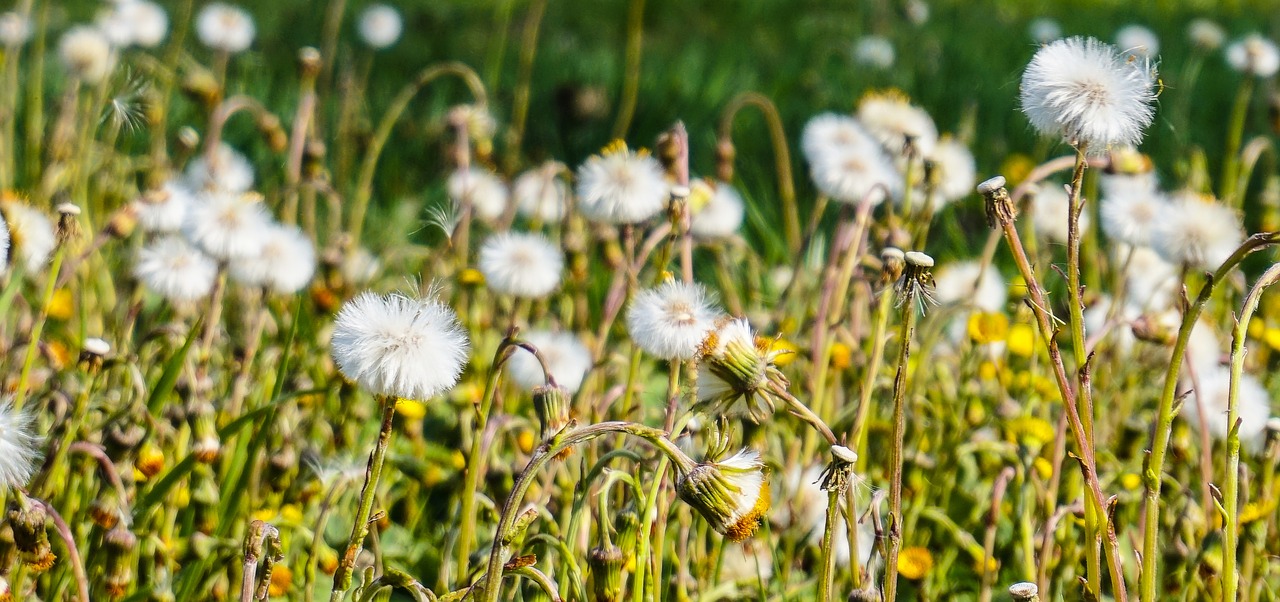 dandelion meadow faded free photo