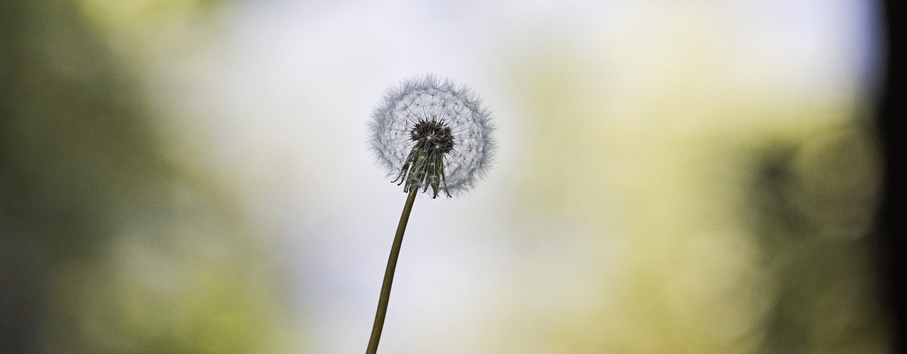 dandelion flower spring free photo