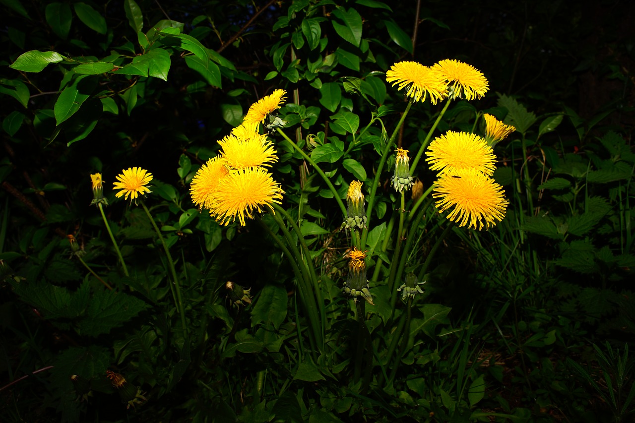 dandelion flowers yellow free photo
