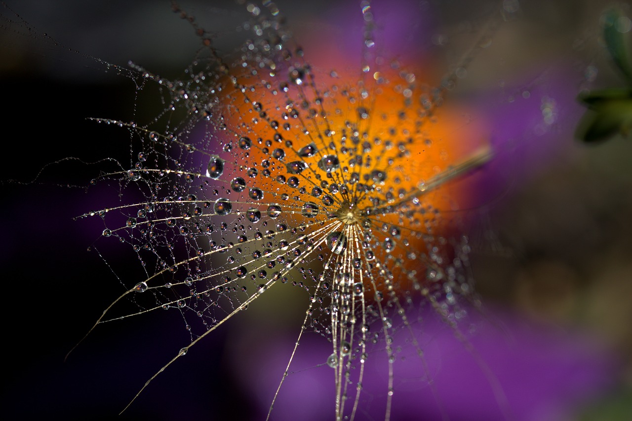 dandelion macro drops free photo