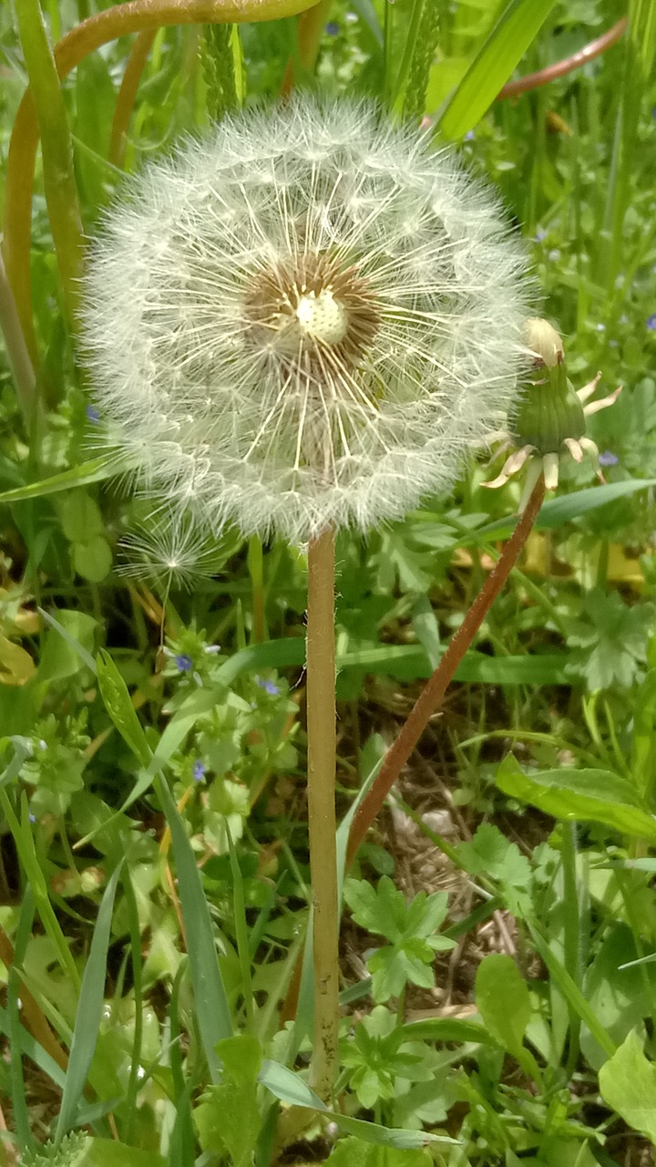 dandelion field seeds free photo