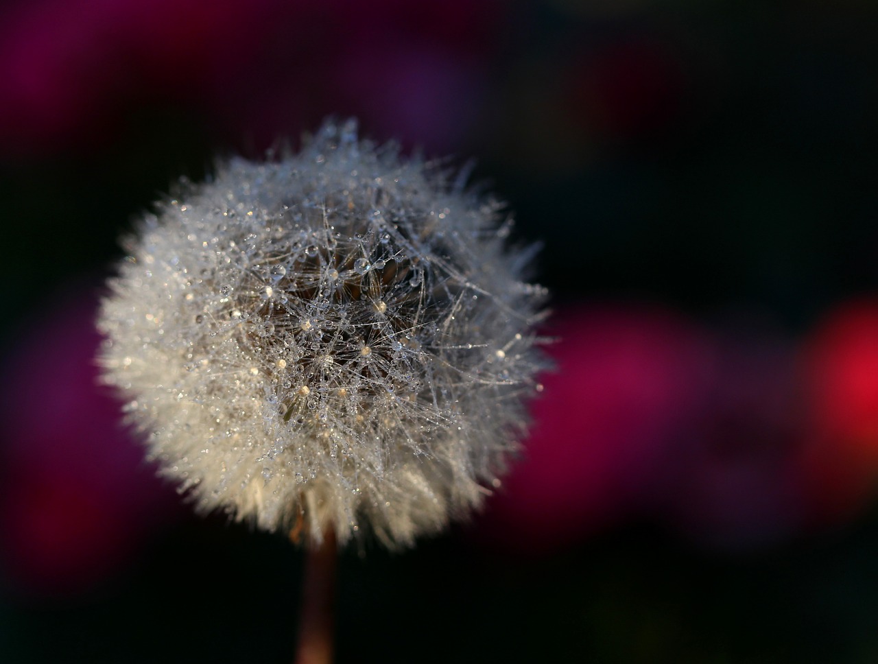 dandelion drops plant free photo