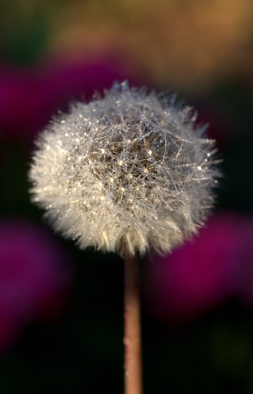 dandelion drops plant free photo