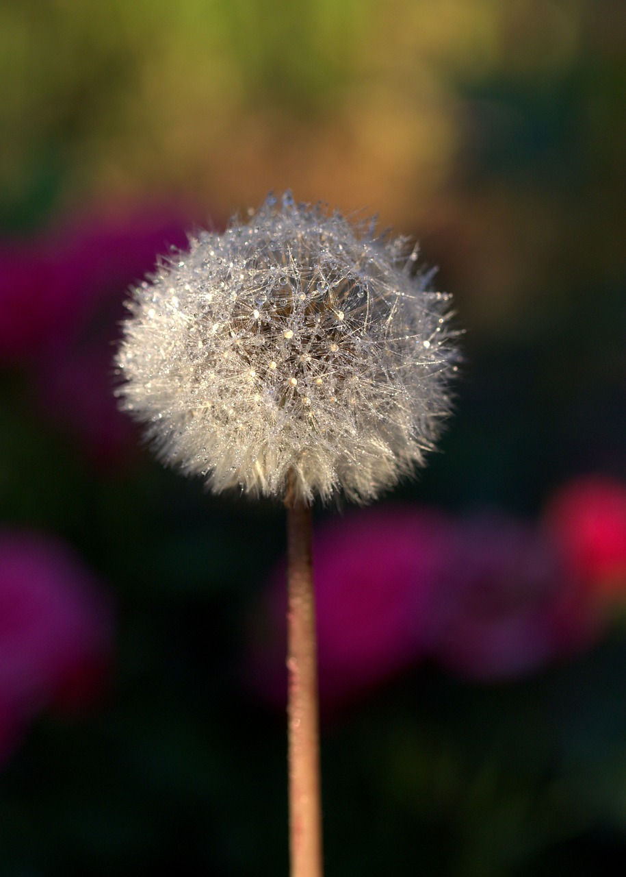 dandelion drops plant free photo