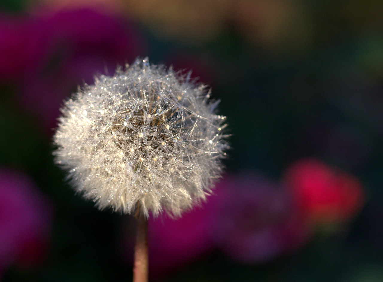 dandelion drops plant free photo