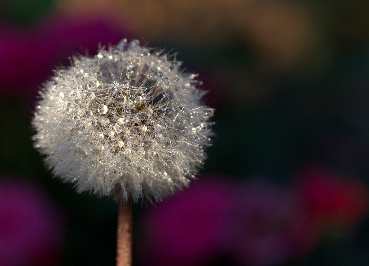 dandelion drops plant free photo