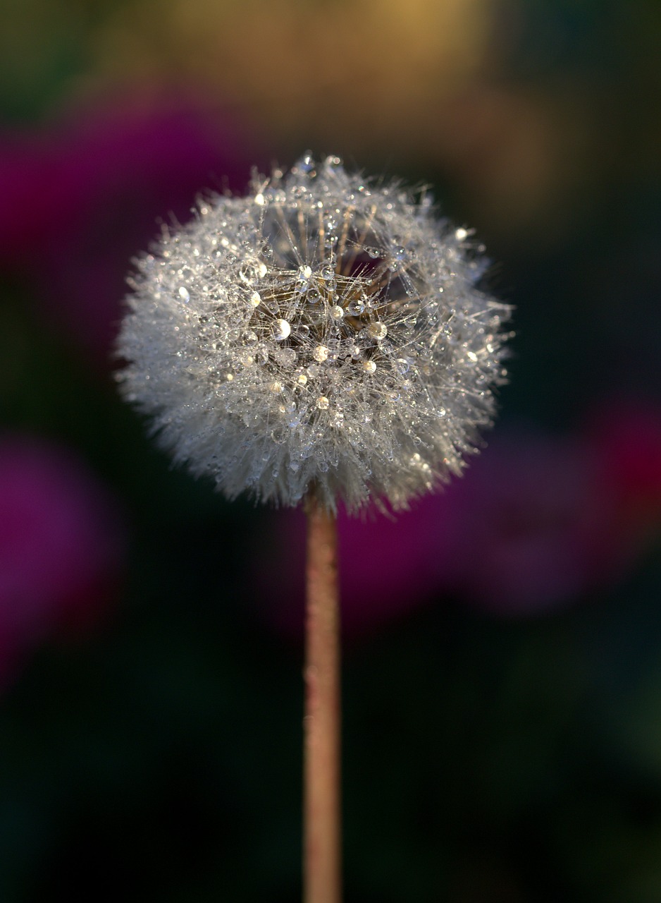 dandelion drops plant free photo