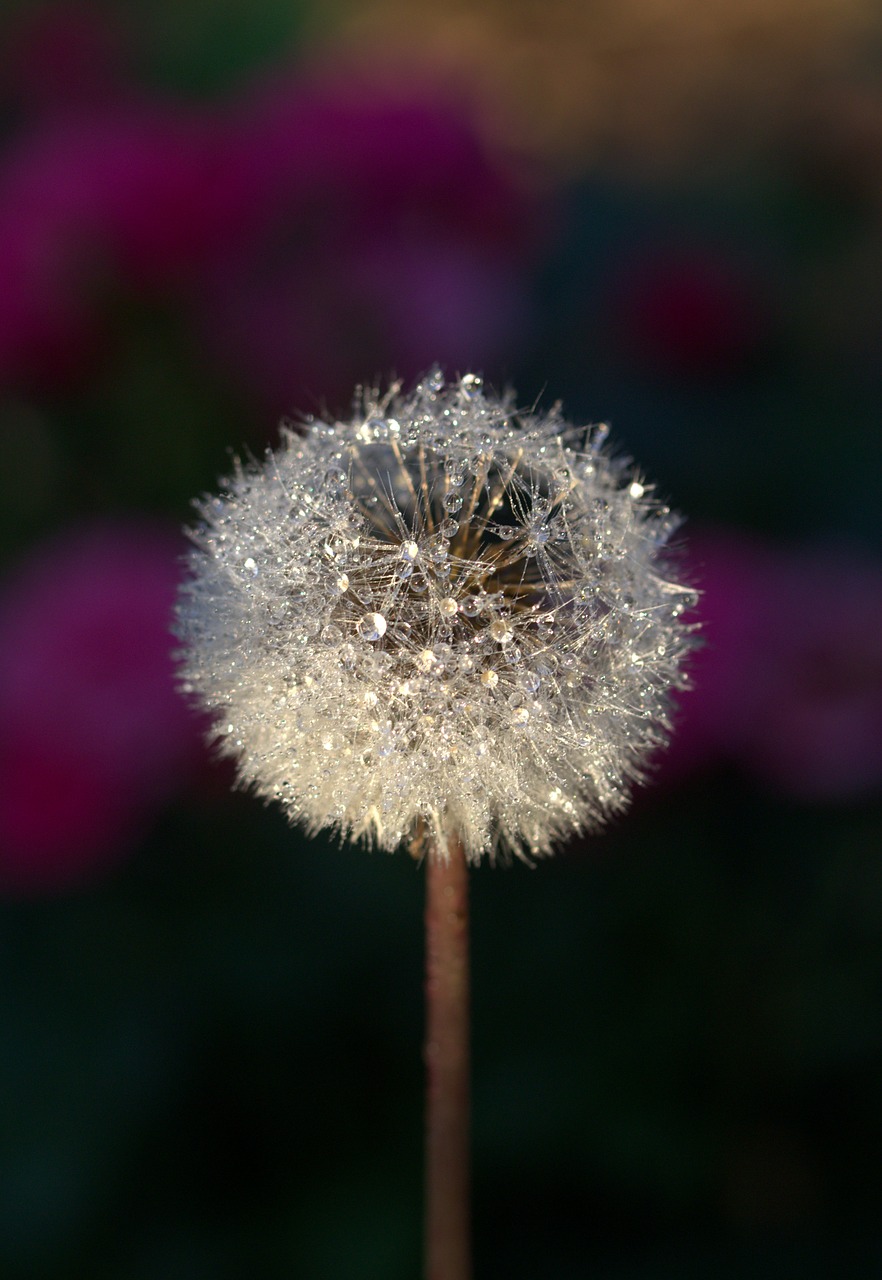 dandelion drops plant free photo