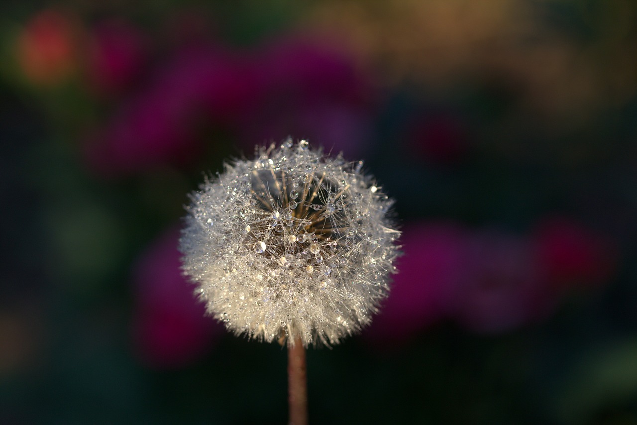 dandelion drops plant free photo