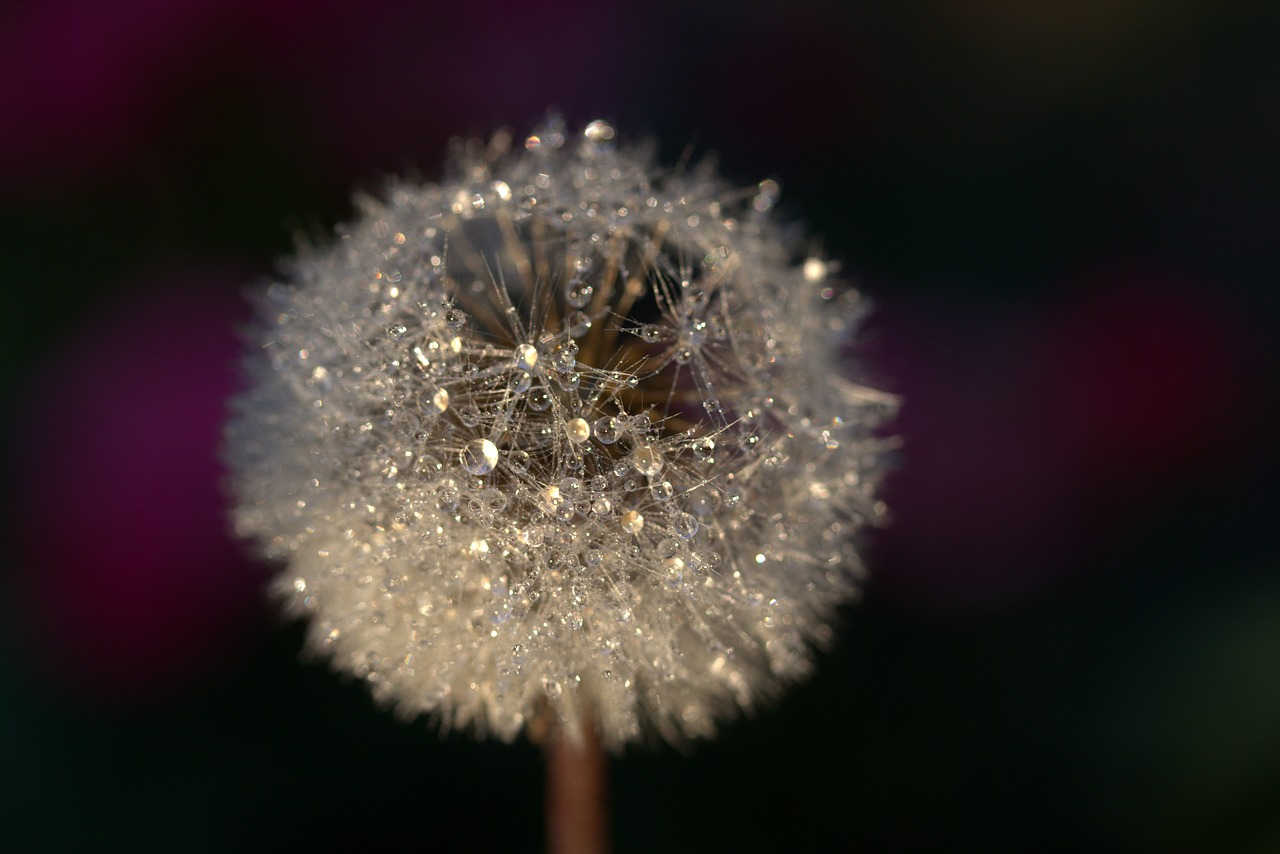 dandelion drops plant free photo