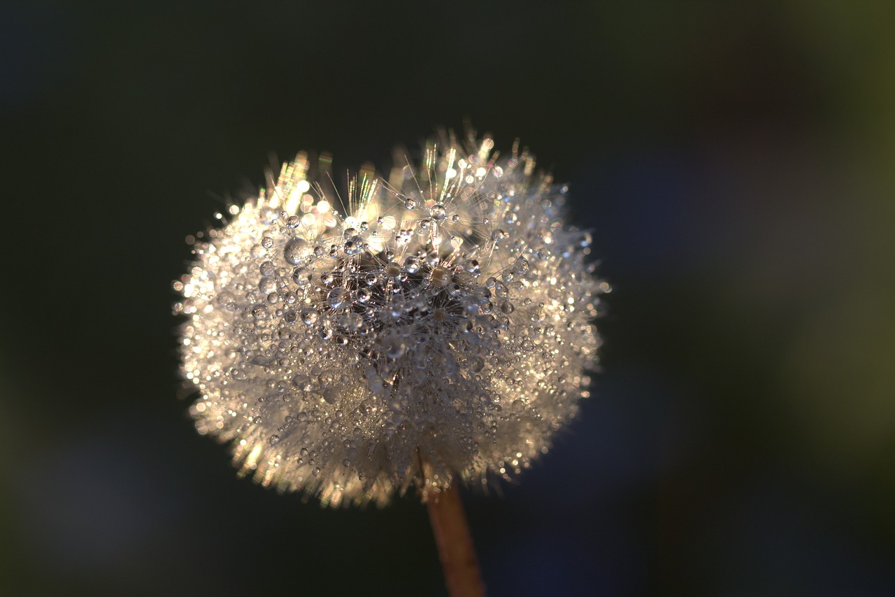 dandelion drops plant free photo