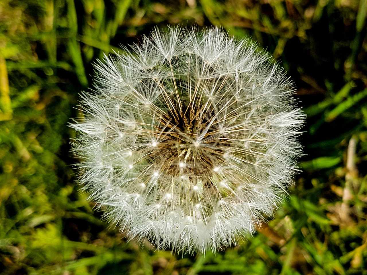 Появление растения одуванчика с белым соцветием. Taraxacum erythrospermum. Одуванчик. Трава с одуванчиками вид сверху.