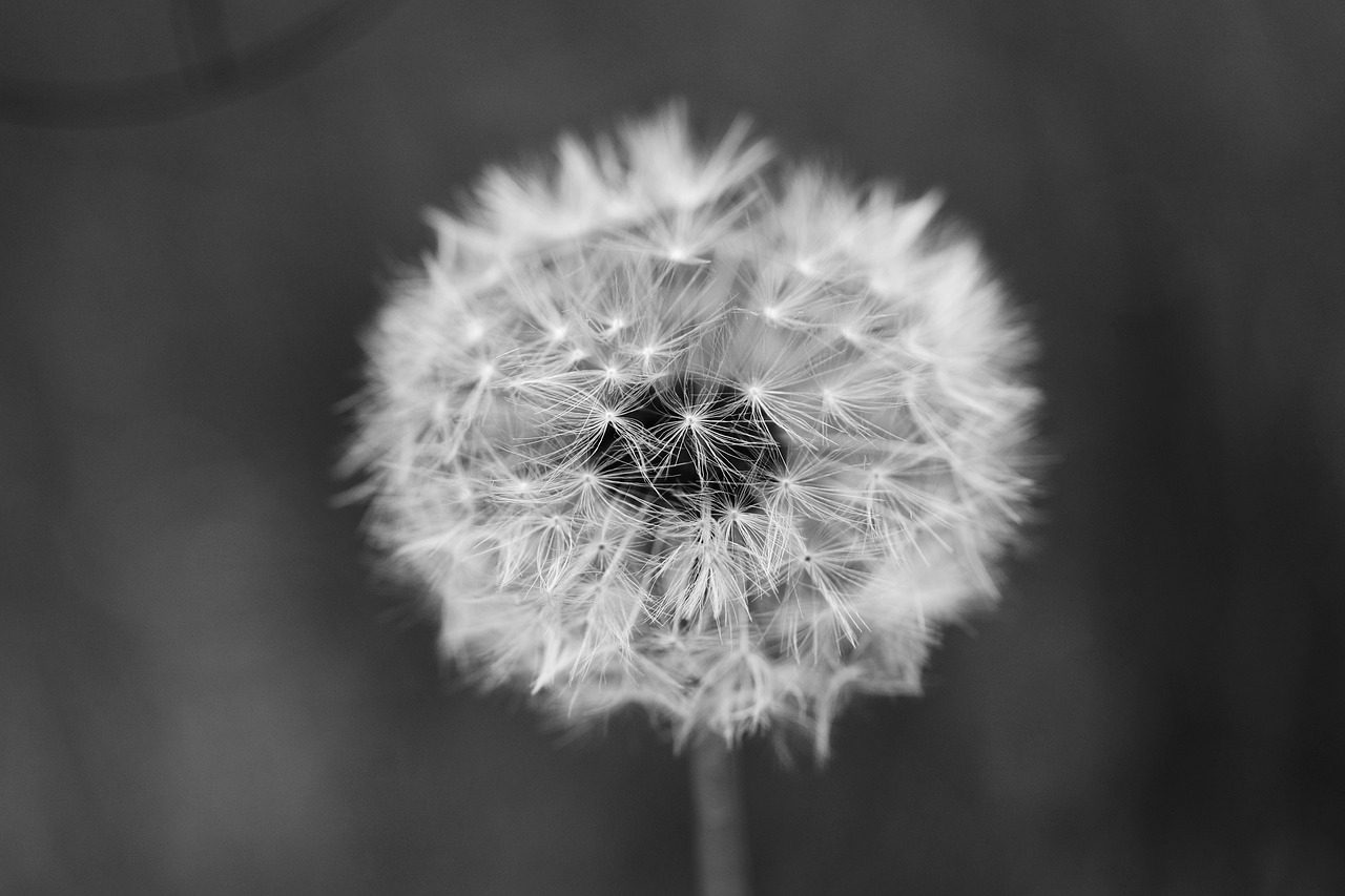 dandelion flower spring free photo