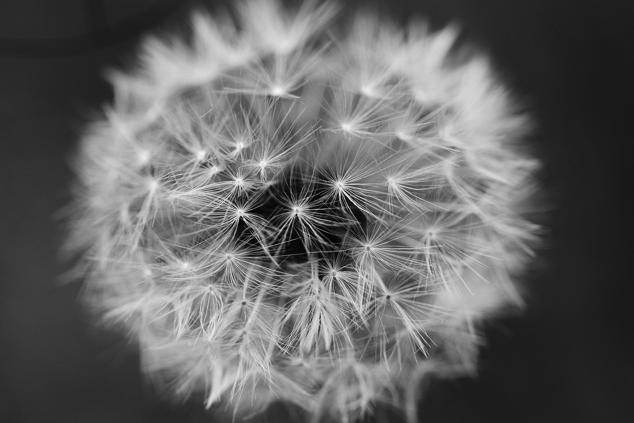 dandelion flower spring free photo