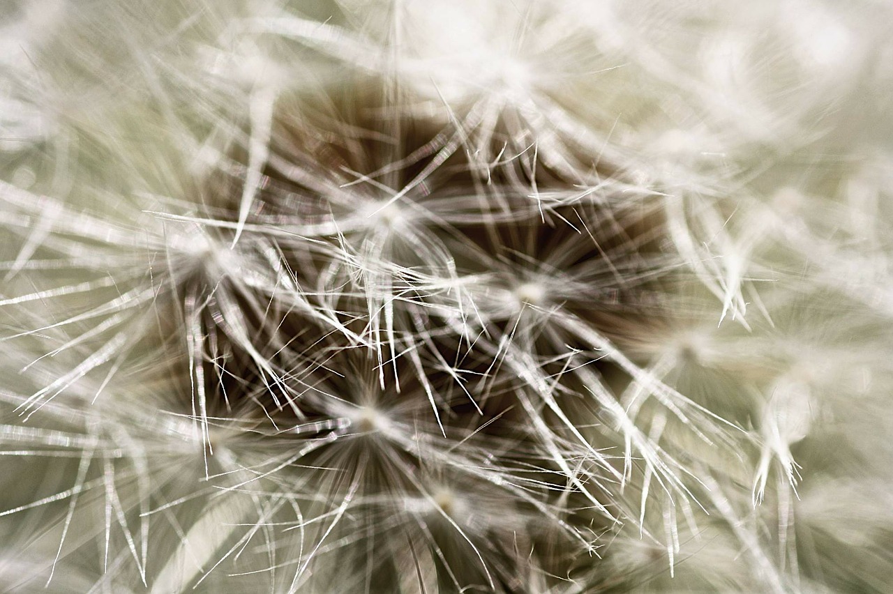 dandelion dandelion flower macro free photo