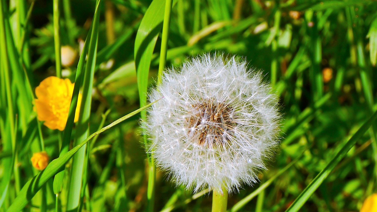 dandelion close plant free photo