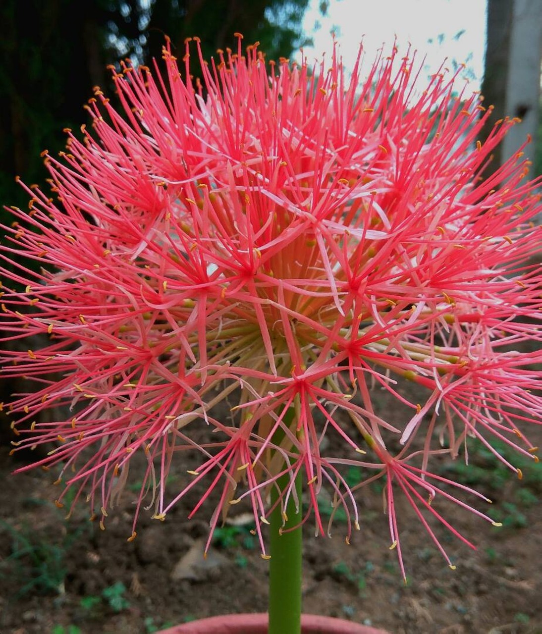 dandelion chive flower free photo