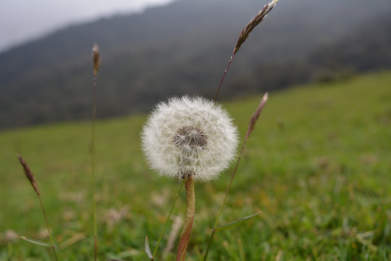 dandelion nature wild flower free photo