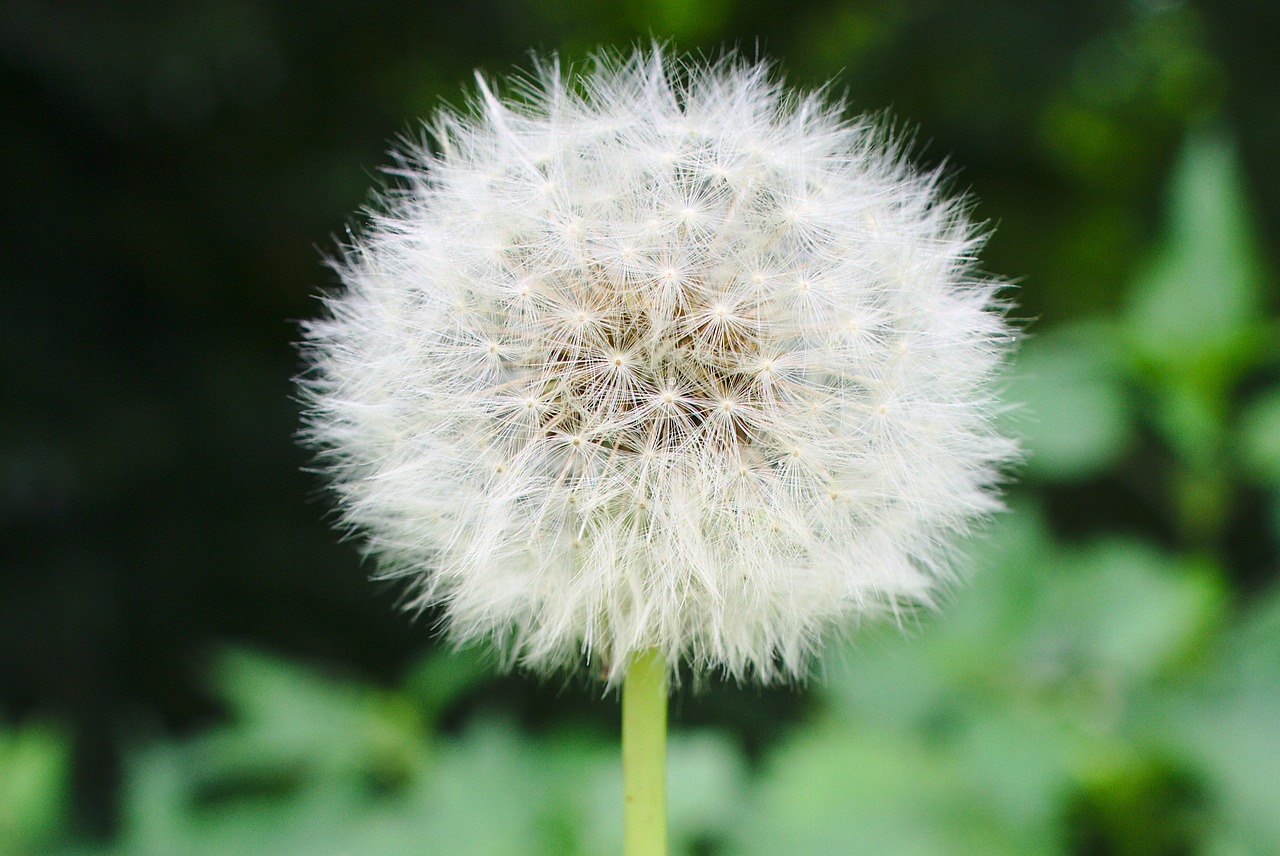 dandelion blowball seed free photo