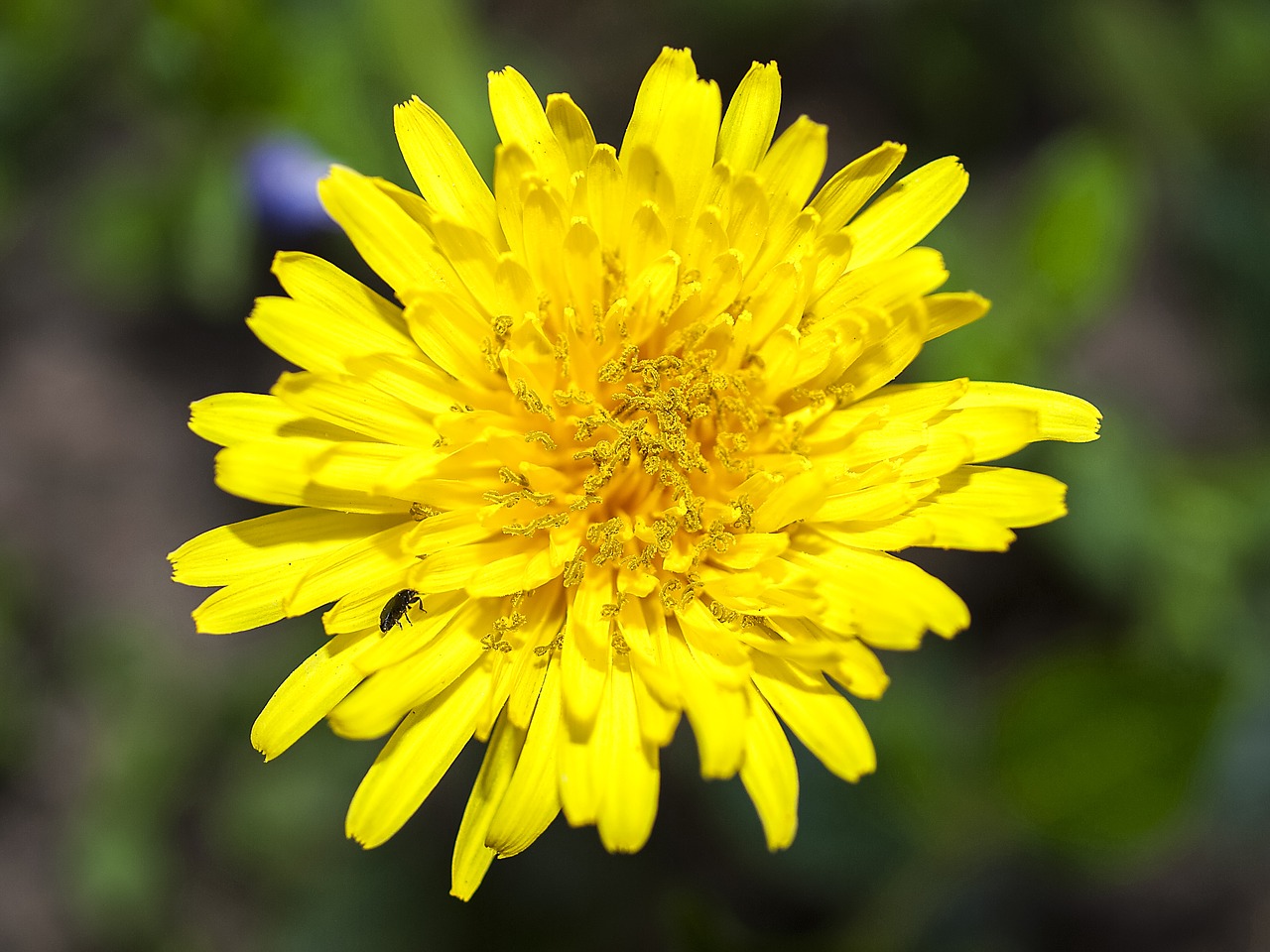 dandelion flower blossom free photo